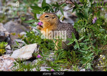 Arctic ground squirrel (Spermophilus parryii) feeding on flower, Savage River, Denali National Park, Denali Borough, Alaska, USA, July. Stock Photo