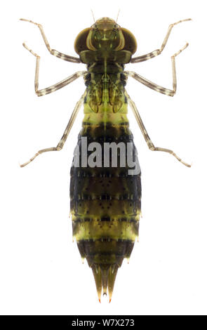 Common Green Darner Dragonfly (Anax junius) nymph, Brackenridge Field Laboratory, Austin, Travis County, Texas, USA. Stock Photo