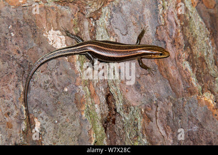 Five-lined Skink (Eumeces fasciatus) Jasper County, Texas, USA. May. Stock Photo