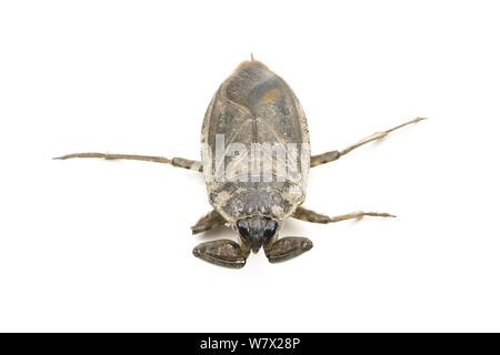 Giant Water Bug (Lethocerus americanus)  Lake View, Lake County, Oregon, USA, June. Stock Photo