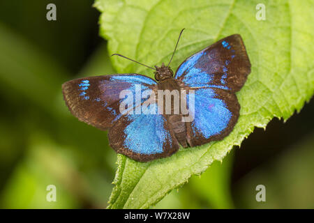 Glorious Blue Skipper (Paches loxus) Cayo District, Belize. Stock Photo