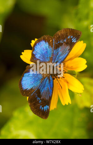 Glorious Blue Skipper (Paches loxus) Cayo District, Belize. Stock Photo