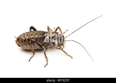 Great Grig (Cyphoderris monstrosa Stock Photo - Alamy