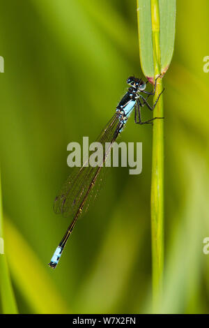 Pacific Forktail (Ischnura cervula) male resting on leaf, Dragon Lake, Quesnel, British Columbia, Canada, June. Stock Photo