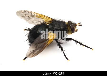 Tachinid fly (Tachinidae sp). Parasitoids of other insects. The larvae ...