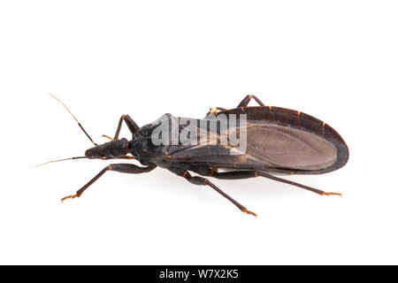 Western Bloodsucking Conenose (Triatoma protracta) on white background, Kernville, Kern County, California, USA, June. Stock Photo