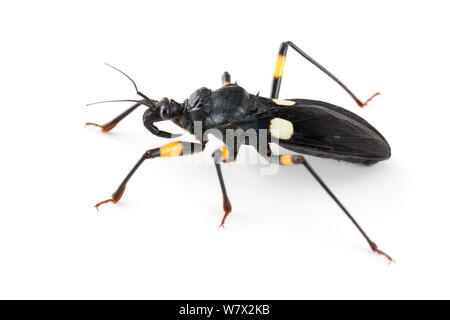 Whitespotted Assassin Bug (Platymeris biguttatus)  captive, Austin, Travis Co,Texas, USA. Stock Photo