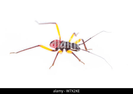 Whitespotted Assassin Bug (Platymeris biguttatus) early instar,  captive, Austin, Travis Co, Texas, USA. Stock Photo