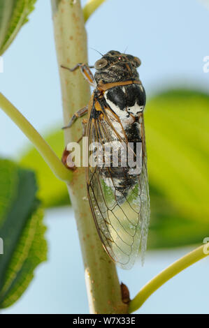 Male European / Common cicada (Lyrisytes plebejus) singing, Epidavros, Greece, August. Stock Photo