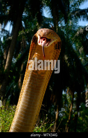 King cobra (Ophiophagus hannah) in strike pose with mouth open, tongue out and glottis (hole like structure in mouth) clearly visible. Malaysia Stock Photo