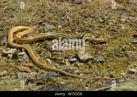 Radiated ratsnake (Coelognathus radiatus) resting in stream, Malaysia Stock Photo