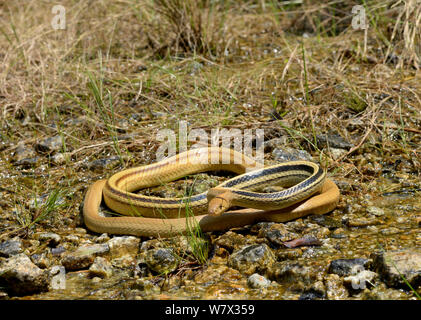 Radiated ratsnake (Coelognathus radiatus) resting in stream, Malaysia Stock Photo