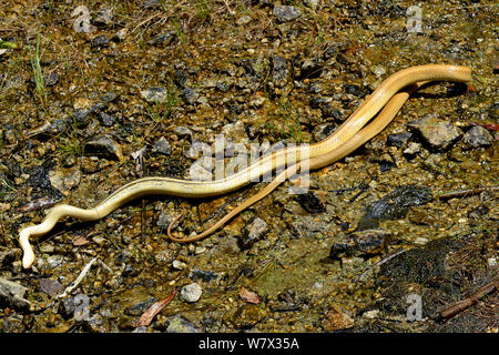 Radiated ratsnake (Coelognathus radiatus) pretending to be dead in defence, Malaysia Stock Photo