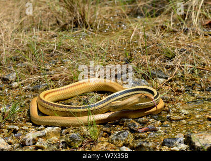 Radiated ratsnake (Coelognathus radiatus) resting in stream, Malaysia Stock Photo