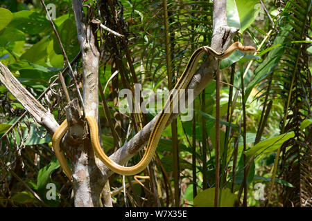 Radiated ratsnake (Coelognathus radiatus) in tree, Malaysia Stock Photo