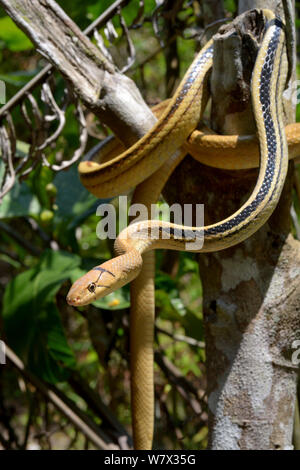 Radiated ratsnake (Coelognathus radiatus) in tree, Malaysia Stock Photo