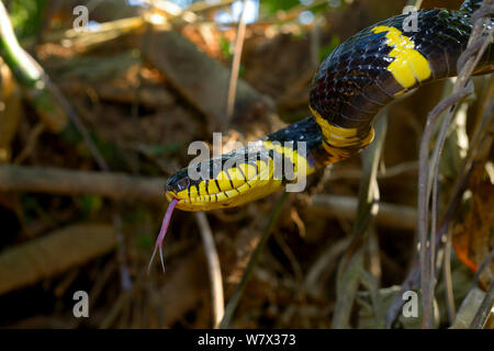 Gold-ringed cat snake (Boiga dendrophila dendrophila) Malaysia Stock Photo