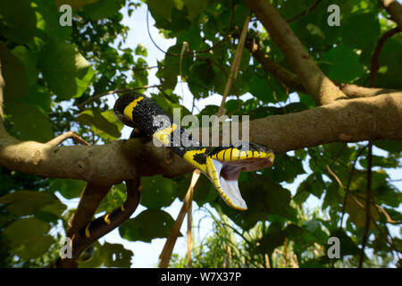 Gold-ringed cat snake (Boiga dendrophila dendrophila) with mouth open, Malaysia Stock Photo
