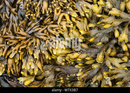 Channelled Wrack (Pelvetia canaliculata), Bladder Wrack (Fucus vesiculosus) and Spiral Wrack (Fucus spiralis) seaweeds, exposed at low tide in upper-shore zone. Isle of Mull, Scotland, UK. June. Stock Photo