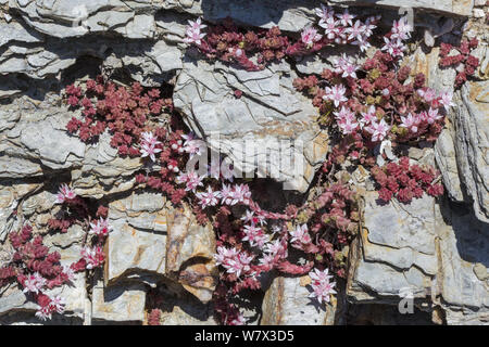English stonecrop (Sedum anglicum) growing on an exposed cliff face. Devon, UK. June. Stock Photo