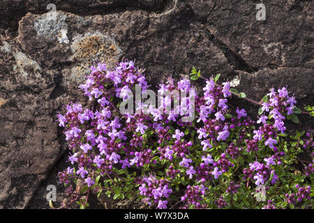 Wild Thyme (Thymus serpyllum) Isle of Mull, Scotland, UK. June. Stock Photo