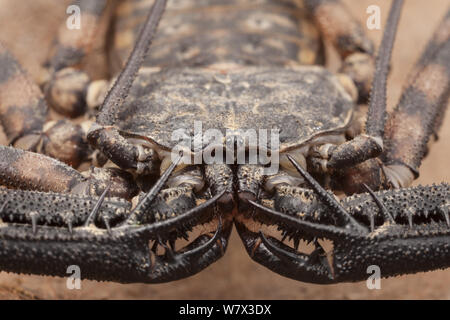 Tanzanian Giant Tailless Whipscorpion (Damon variegatus). Captive, occurs in Kenya and Tanzania. Stock Photo