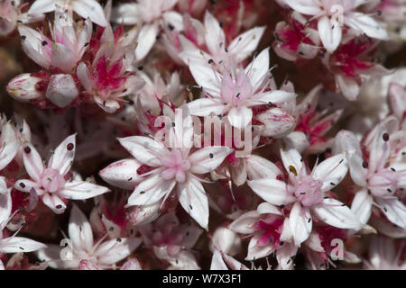 English stonecrop (Sedum anglicum) flowers. Devon, UK. June. Stock Photo