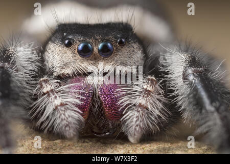 Regal Jumping Spider (Phidippus regius) female. Captive, originating from North America. Stock Photo