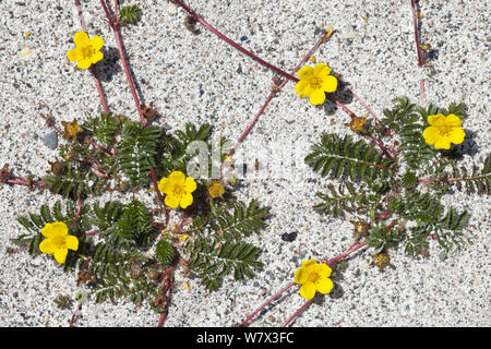 Silverweed (Potentilla anserina) growing on a sandy beach, showing red stolons. Iona, Isle of Mull, Scotland, UK. Stock Photo