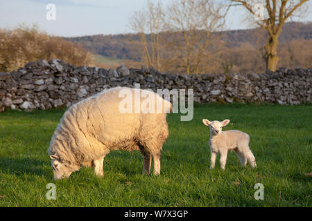 Ewe with lamb in field. Peak District National Park, Derbyshire, UK. April. Stock Photo