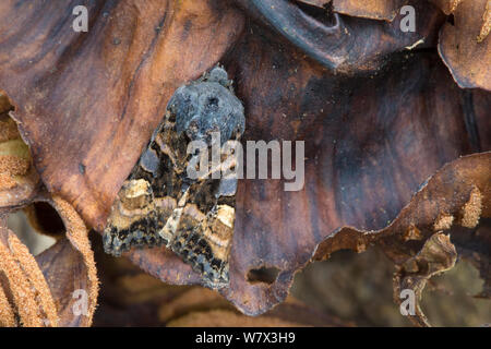 Small Angle Shades (Euplexia lucipara) moth, Peak District National Park, Derbyshire, UK. June. Stock Photo