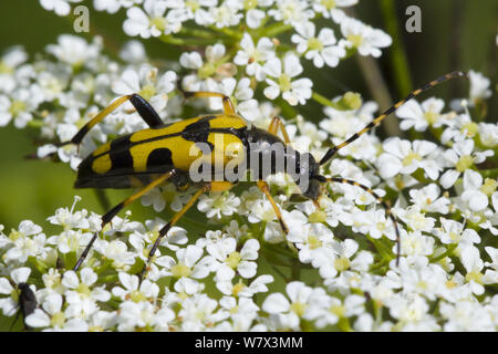 Spotted Longhorn Beetle (Strangalia maculata) feeding on umbellifer flowers. Devon, UK. June. Stock Photo