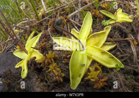 Common Butterwort (Pinguicula vulgaris) growing in peat bog. This carnivorous plant has sticky droplets covering its leaves that trap its insect prey. Isle of Mull, Scotland, UK. June. Stock Photo