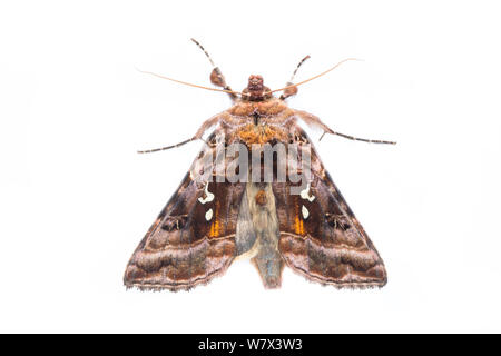 Beautiful Golden Y (Autographa pulchrina) moth on a white background in mobile field studio. Peak District National Park, Derbyshire, UK. June. Stock Photo