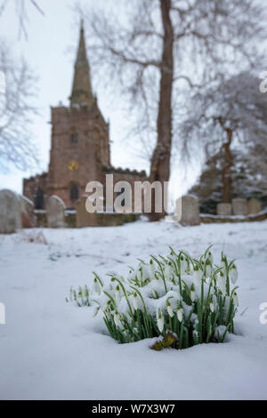 Clump of Snowdrops (Galanthus nivalis) flowering in front of Bonsall village church after a snowfall.  Peak District National Park, Derbyshire. February 2013. Stock Photo