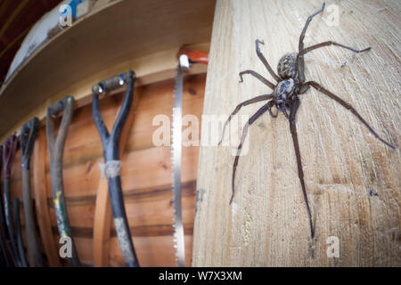 House Spider female (Tegenaria sp.) in garden shed. Derbyshire, UK, March.