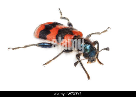 Bee-wolf beetle (Trichodes apiarius) on white background. Nordtirol, Tirol, Austrian Alps, Austria. August. Stock Photo