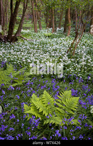 Wild garlic / Ramsons (Allium ursinum) and Bluebells (Hyacinthoides non-scriptus) flowering in deciduous woodland, Peak District National Park, Derbyshire, UK, May Stock Photo