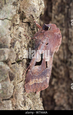Hebrew Character (Orthosia gothica) Peak District National Park, Derbyshire, UK. April. Stock Photo