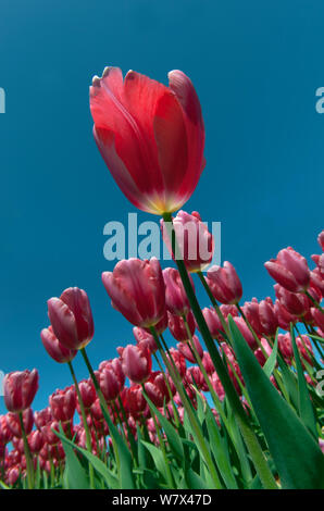 Tulips (Tulipa sp.) in flower, Swaffham, Norfolk, UK, April. Stock Photo