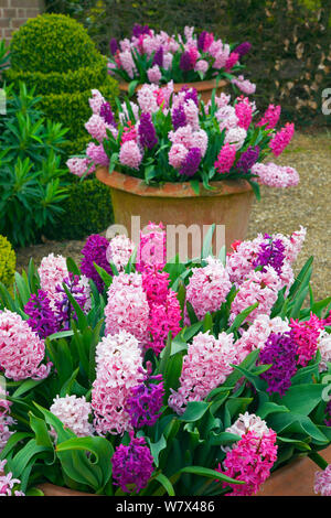 Hyacinths in flower, Norfolk, UK, April. Stock Photo