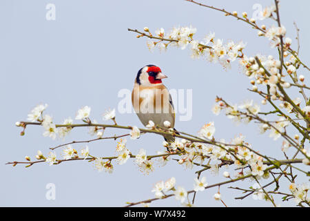Goldfinch (Carduelis carduelis) on blackthorn blossom. Norfolk, UK, March. Stock Photo