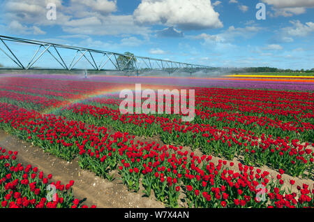 Tulips (Tulipa sp.) being irrigated during dry Spring weather. Swaffham, Norfolk, April 2014. Stock Photo