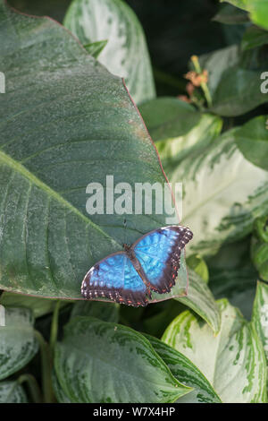 Blue morpho butterfly (Morpho peleides). Captive. Occurs in Central and South America. Stock Photo
