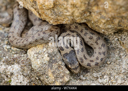 Smooth snake (Coronella austriaca), Italy, April. Stock Photo