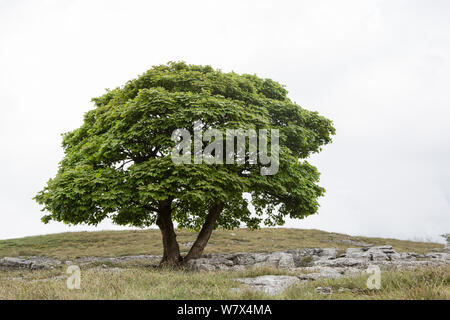 Sycamore tree (Acer pseudoplatanus) growing on limestone pavement, Lancashire, UK. May. Stock Photo