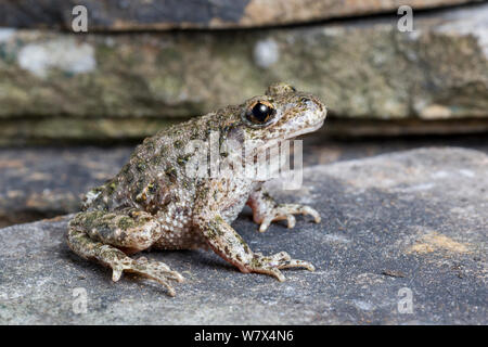 Common Midwife Toad (Alytes obstetricans) from a naturalised colony in South Yorkshire / Nottinghamshire, UK. May. Stock Photo