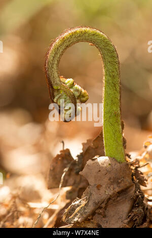 Bracken (Pteridium aquilinum) frond unfurling, Derbyshire, UK. April. Stock Photo