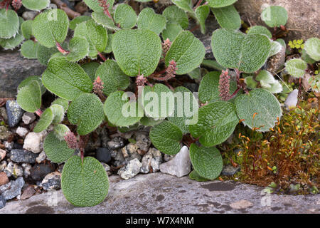 Net-leaved willow (Salix reticulata) - naturalised garden plant, occurring naturally in the UK as a rare species in Scotland. Yorkshire, England, UK. April. Stock Photo