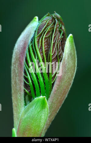 Sycamore (Acer pseudoplatanus) bud opening in spring. Dorset, UK, April.